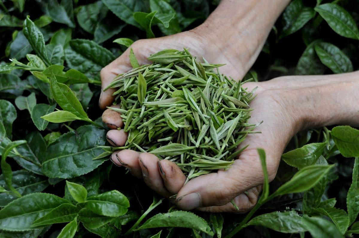 识茶笔记 六大茶类之黄茶篇（一）——探寻那抹“金镶玉”的独特韵味