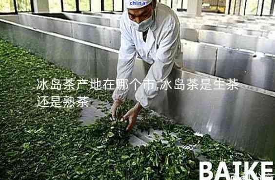 寻味冰岛 探访那些真正制作冰岛古树普洱茶的匠心工厂