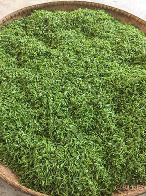 乐昌白毛茶 韶关农民的匠心手工绿茶与红茶