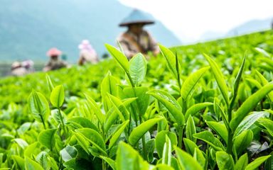 千亩茶园觅清凉，一缕茶香抵暑气——海丝茶旅中的生态消夏记