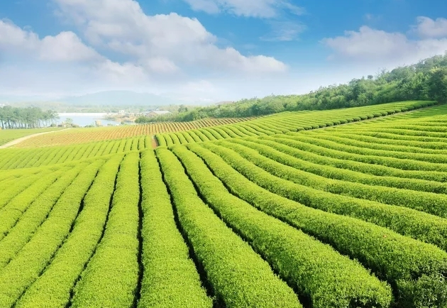 一片茶叶的旅行 探寻茶业与旅游业的深度融合